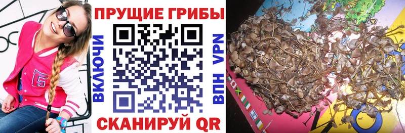 Псилоцибиновые грибы Psilocybe  что такое   Аткарск 